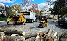 Professional Tree Services in Fort Wright, KY