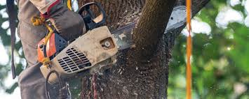 Best Tree Trimming and Pruning  in Fort Wright, KY