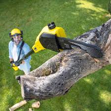 Lawn Renovation and Restoration in Fort Wright, KY