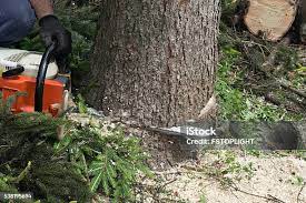 Best Emergency Tree Removal  in Fort Wright, KY