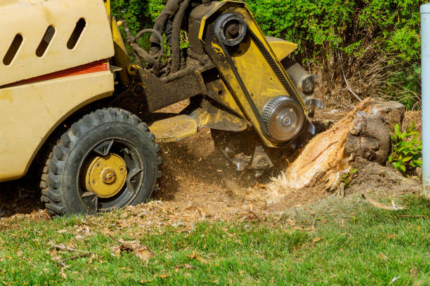 Best Tree Maintenance Programs  in Fort Wright, KY