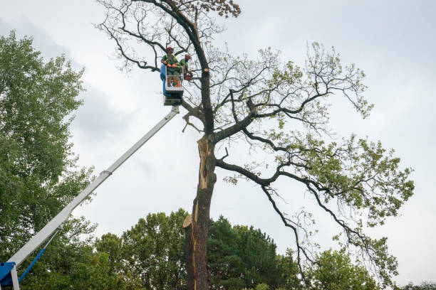 Best Seasonal Cleanup (Spring/Fall)  in Fort Wright, KY