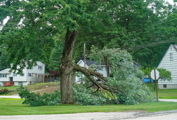Best Firewood Processing and Delivery  in Fort Wright, KY