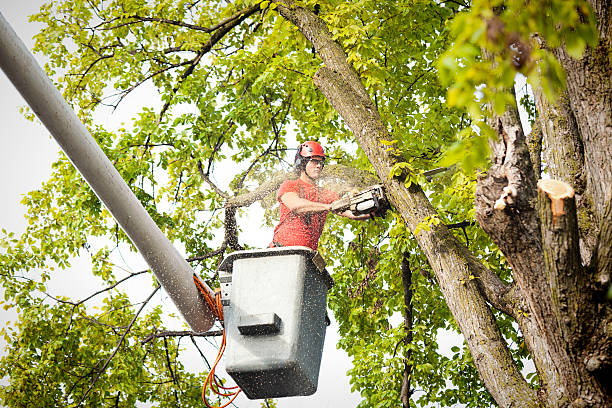  Fort Wright, KY Tree Services Pros