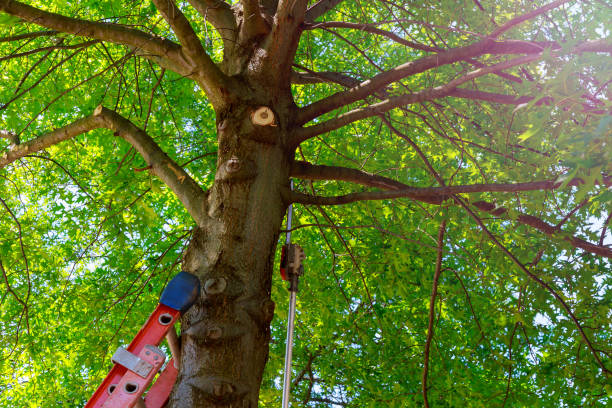 Best Tree Removal  in Fort Wright, KY